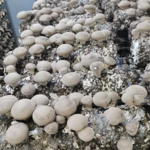 Shiitake mushroom Spawn Logs