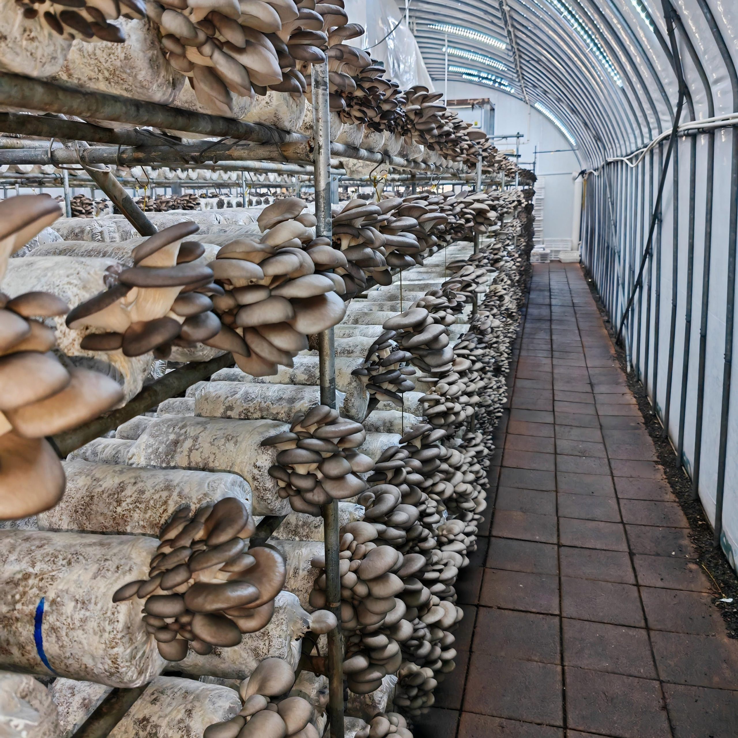Oyster mushroom Logs