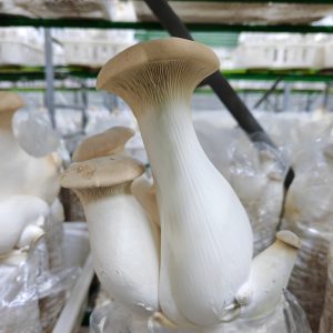 King Oyster Mushroom Spawn Log