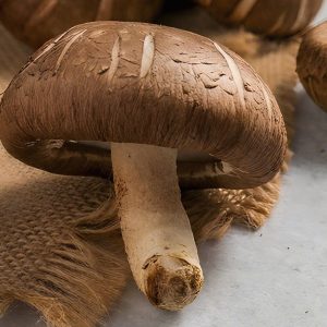 Fresh Shiitake mushroom