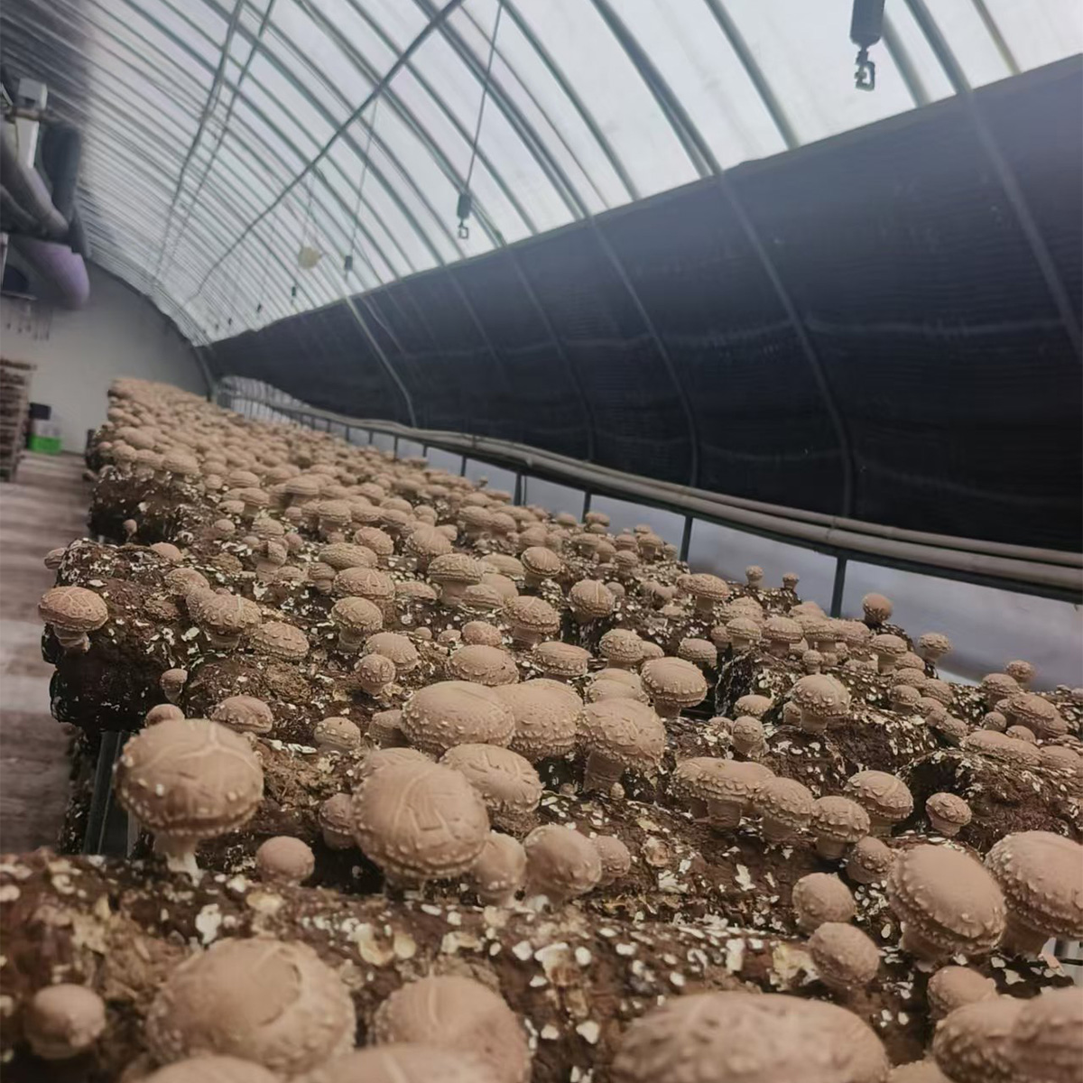 Shiitake mushroom Spawn Logs - Image 2