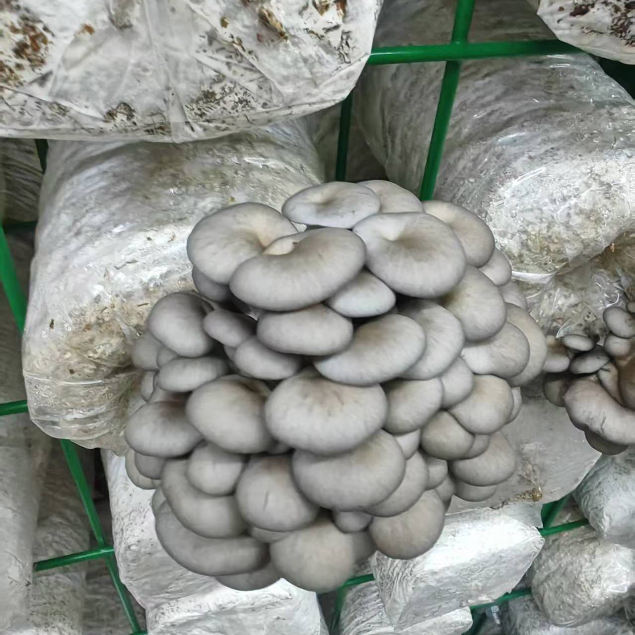 Oyster mushroom Logs - Image 2