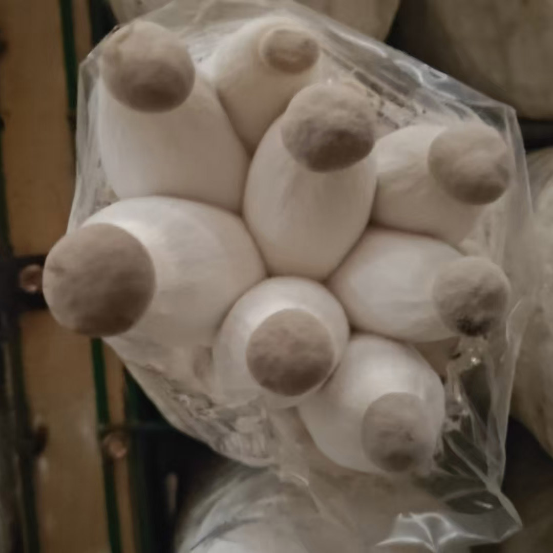 King Oyster Mushroom Spawn Log - Image 2