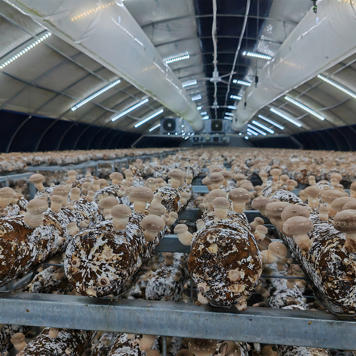 Shiitake mushroom Spawn Logs - Image 3