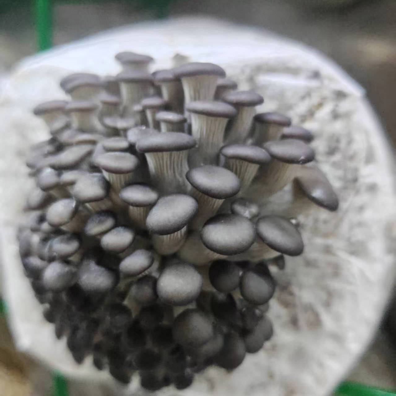 Oyster mushroom Logs - Image 3