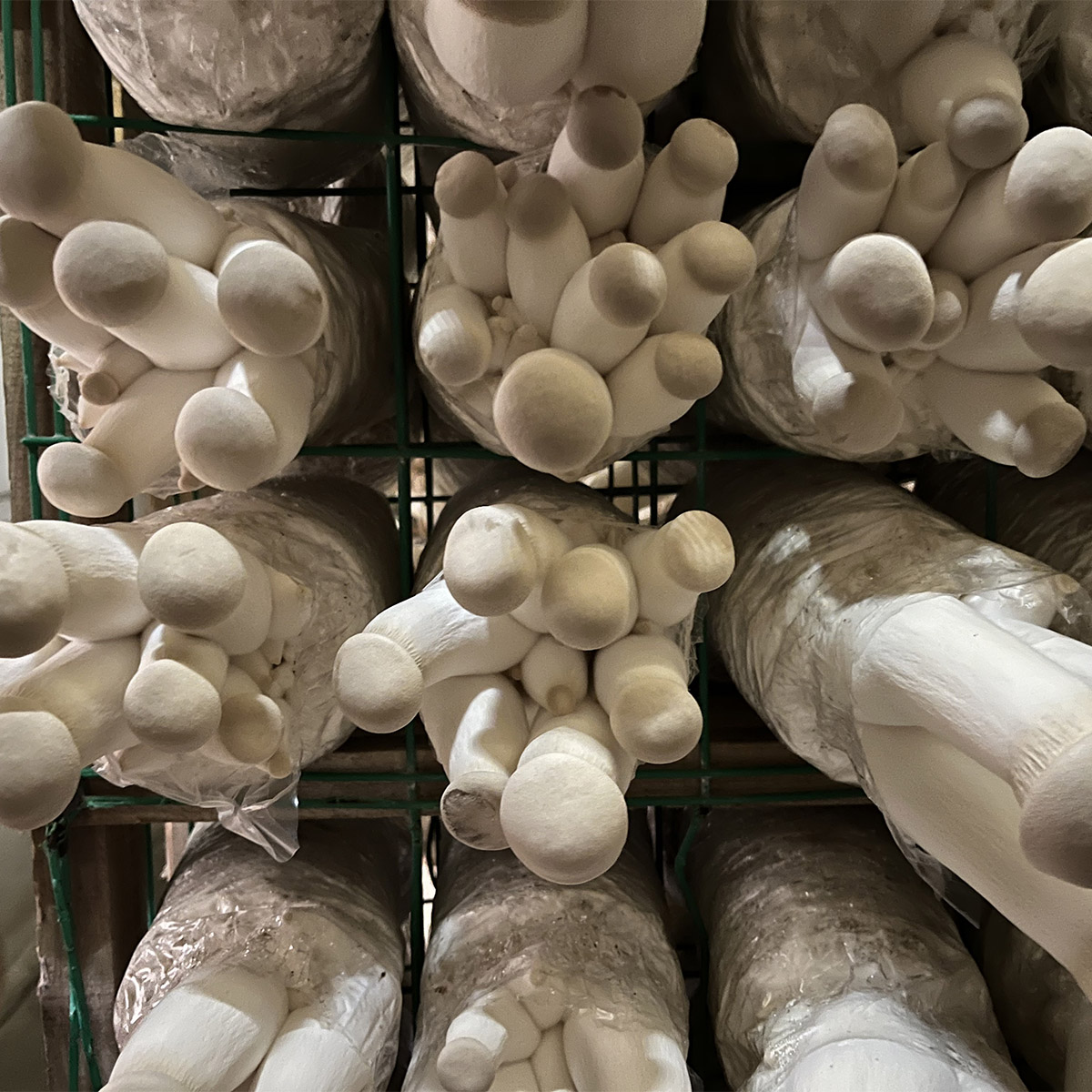 King Oyster Mushroom Spawn Log - Image 3