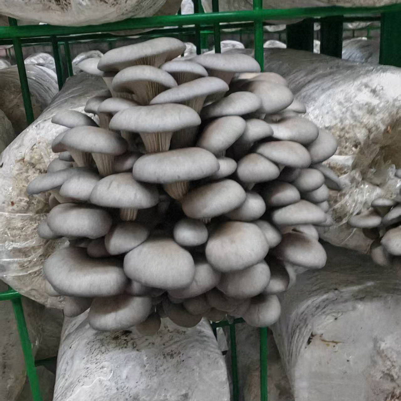 Oyster mushroom Logs - Image 4