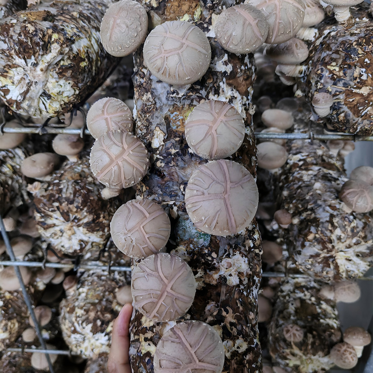 Shiitake mushroom Spawn Logs - Image 4