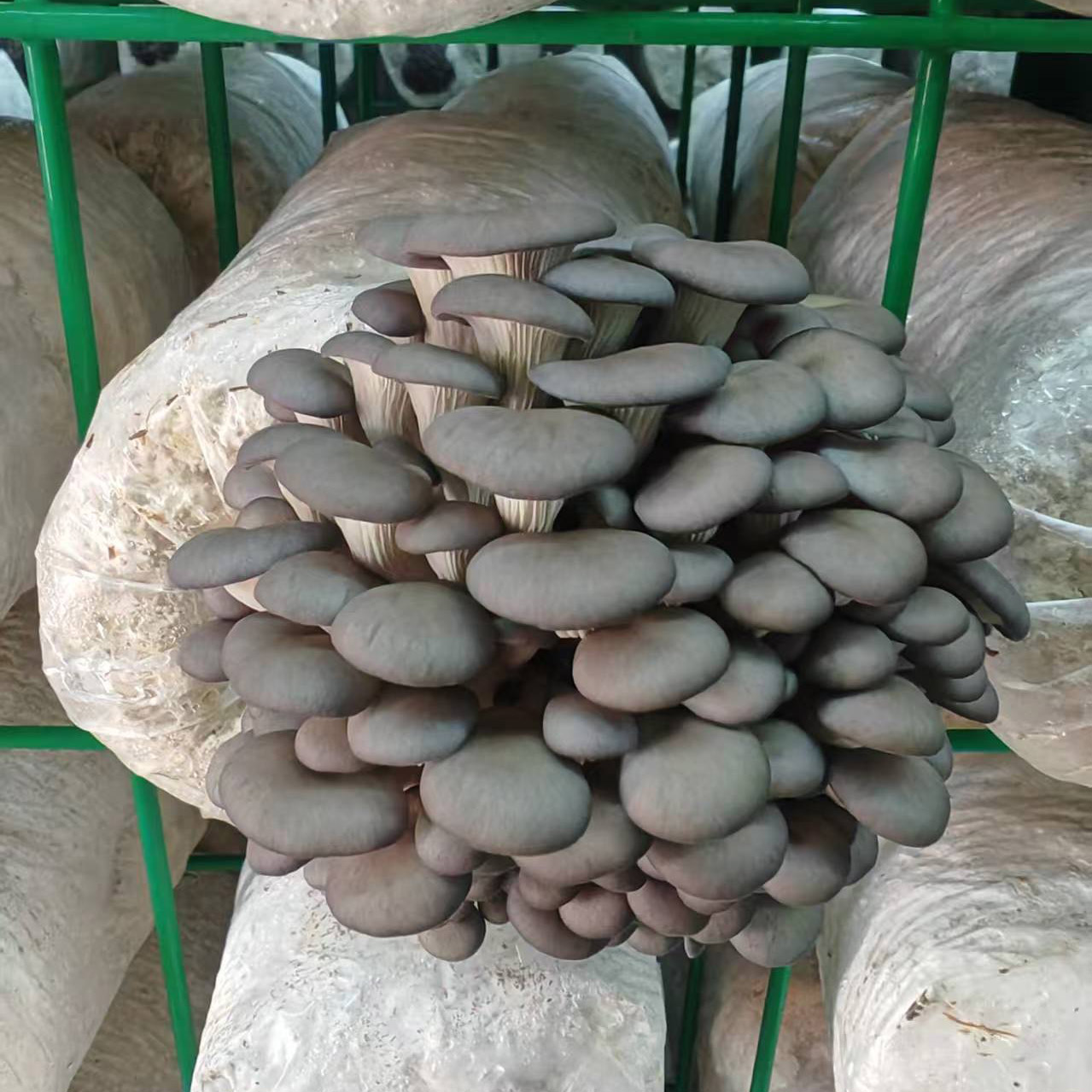 Oyster mushroom Logs - Image 5