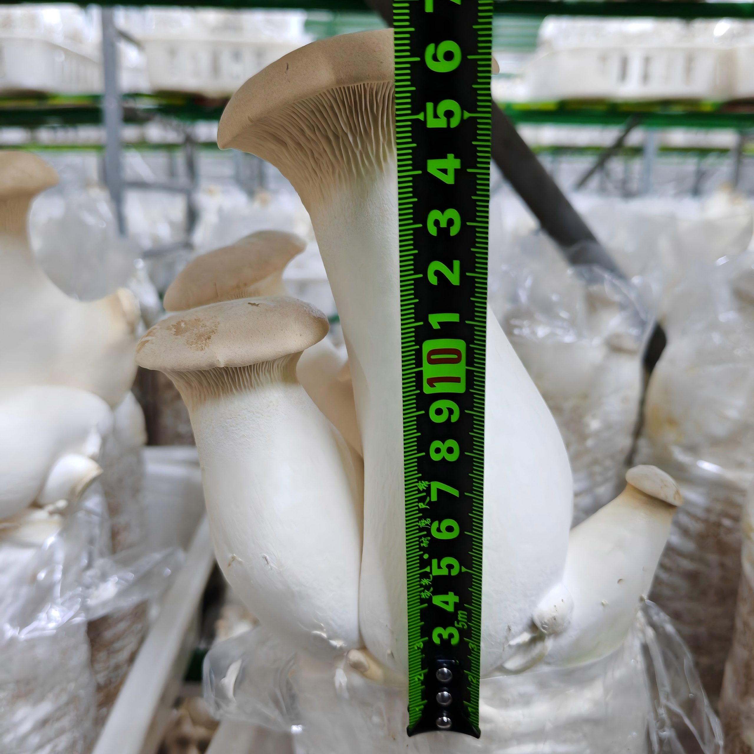 King Oyster Mushroom Spawn Log - Image 5