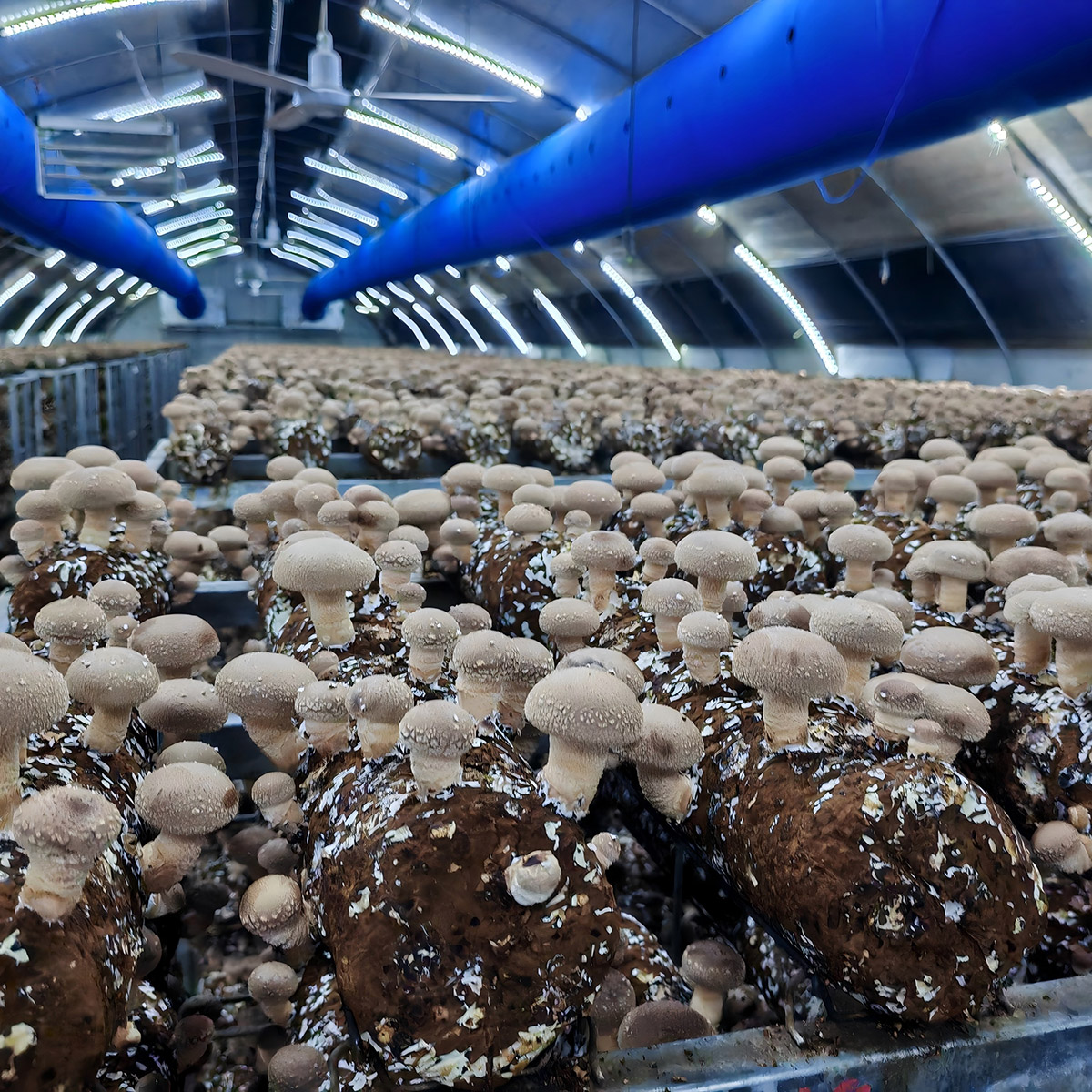 Shiitake mushroom Spawn Logs - Image 5