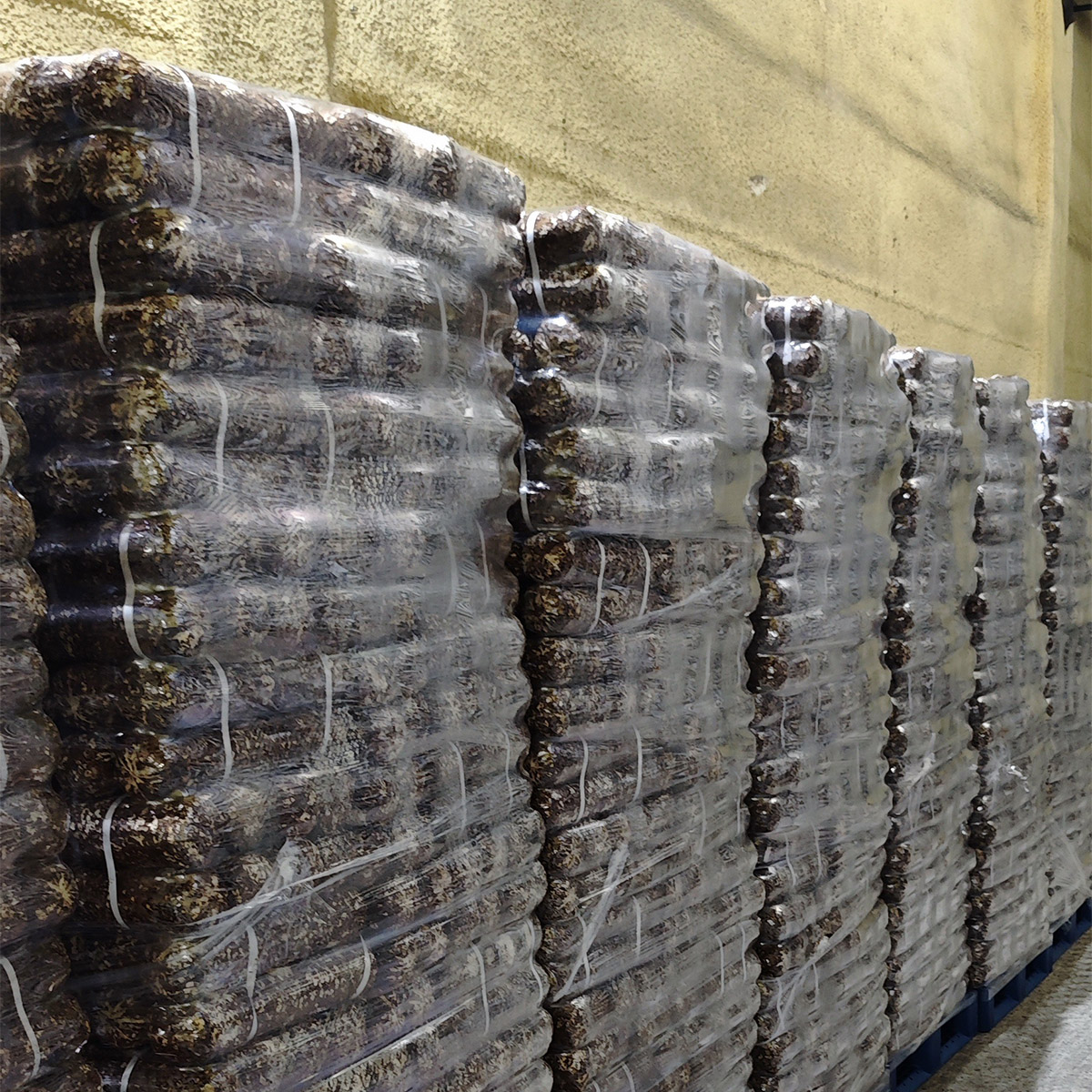 Shiitake mushroom Spawn Logs - Image 6