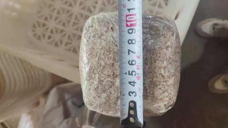 King Oyster Mushroom Spawn Log - Image 6