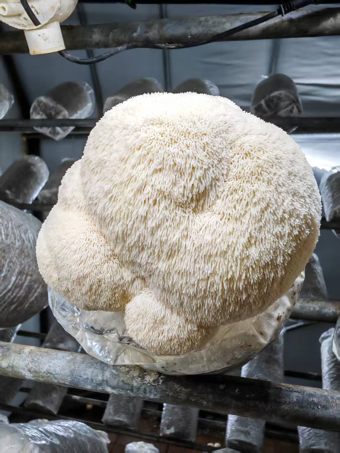 Lion's Mane Mushroom Spawn Log