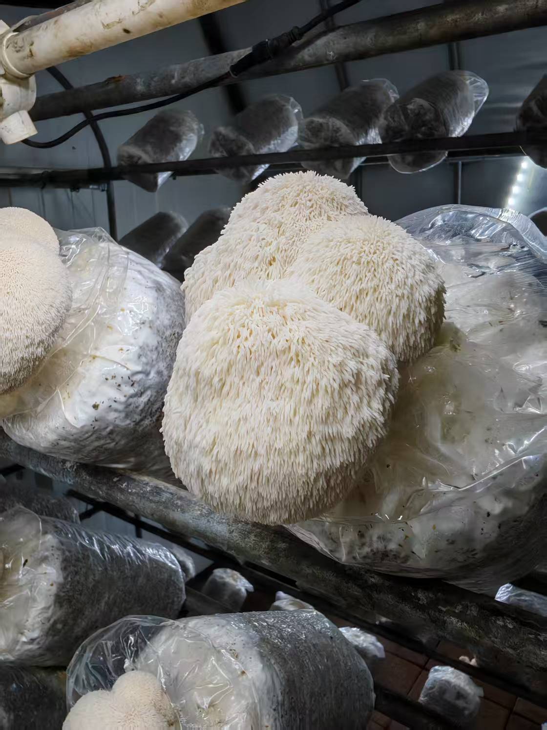 Lion's Mane Mushroom Spawn Log - Image 2