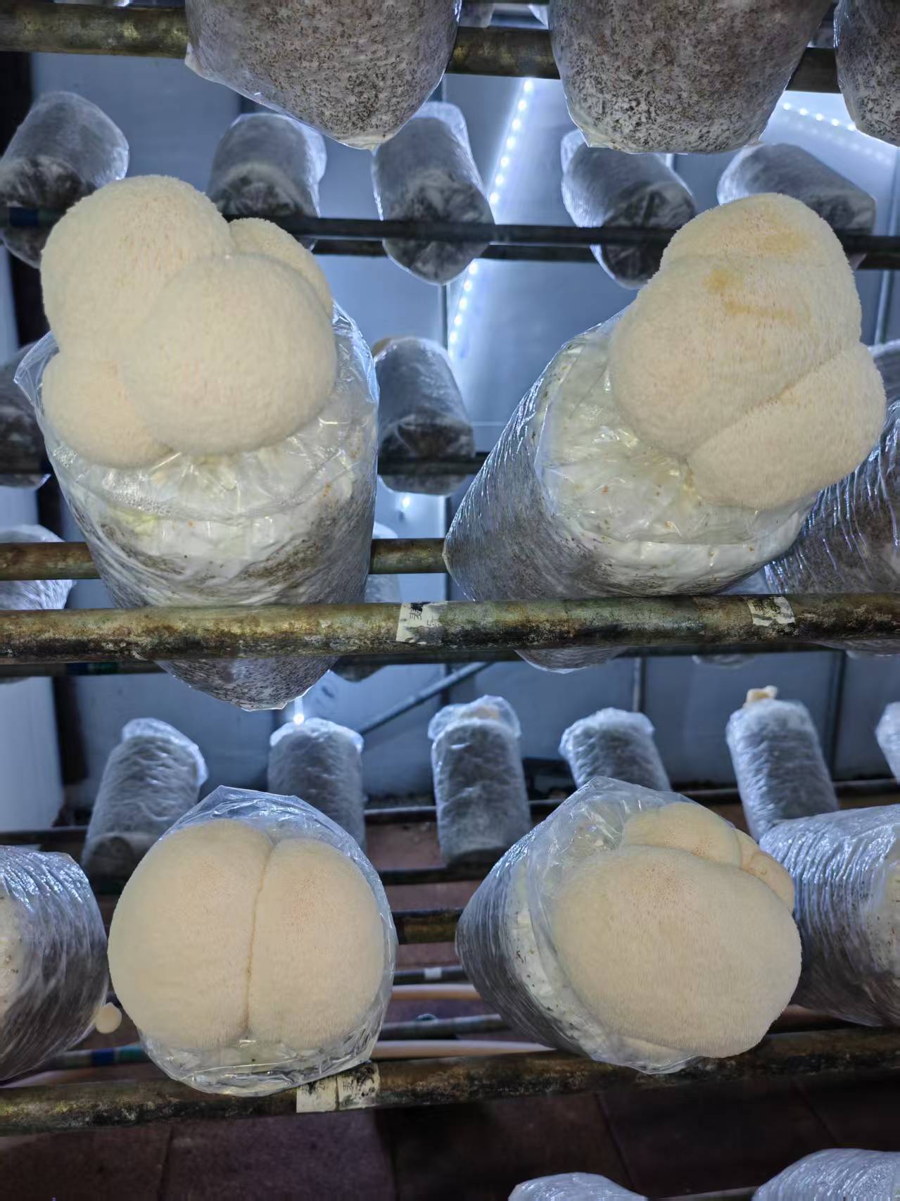 Lion's Mane Mushroom Spawn Log - Image 3