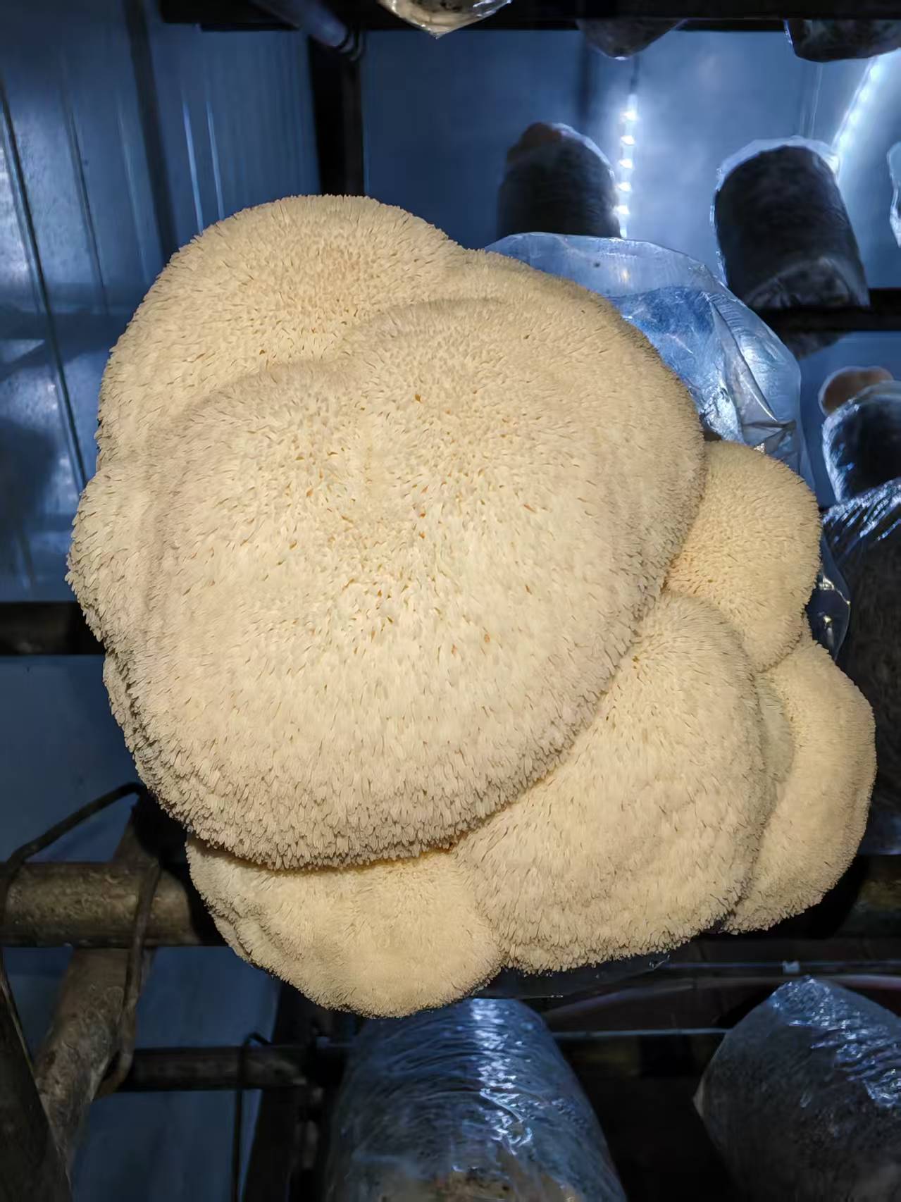 Lion's Mane Mushroom Spawn Log - Image 5