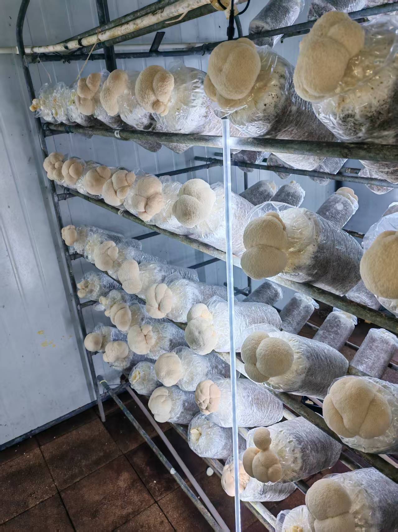 Lion's Mane Mushroom Spawn Log - Image 6