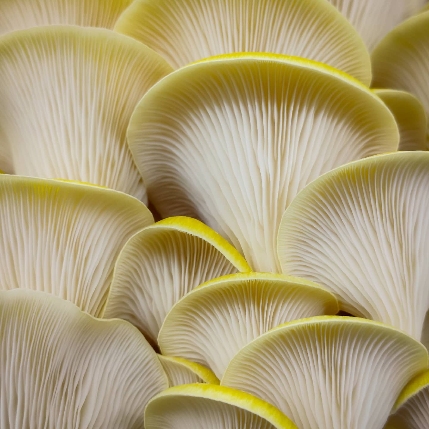 Yellow Oyster Mushroom Spawn Log - Image 2