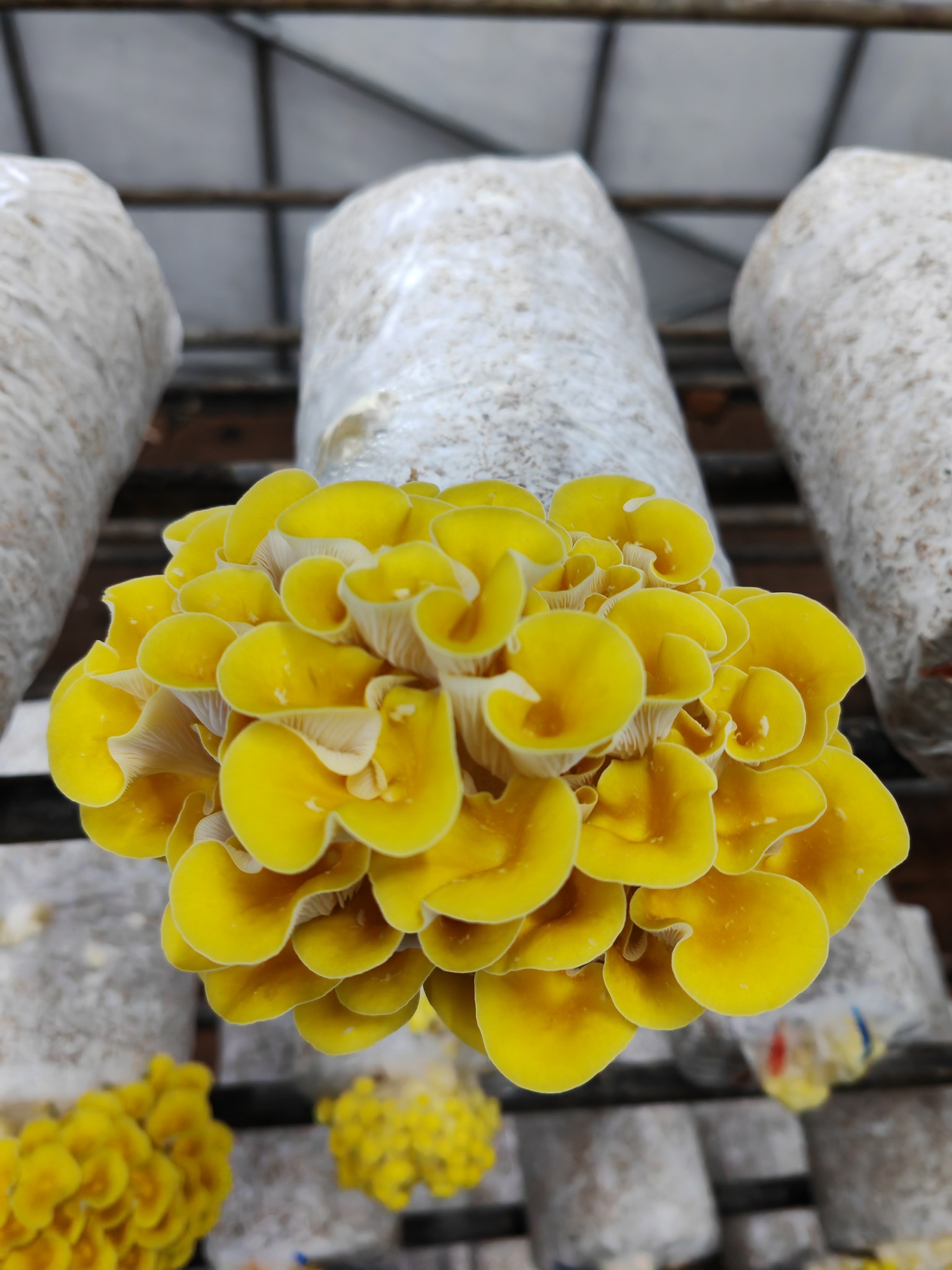 Yellow Oyster Mushroom Spawn Log - Image 3