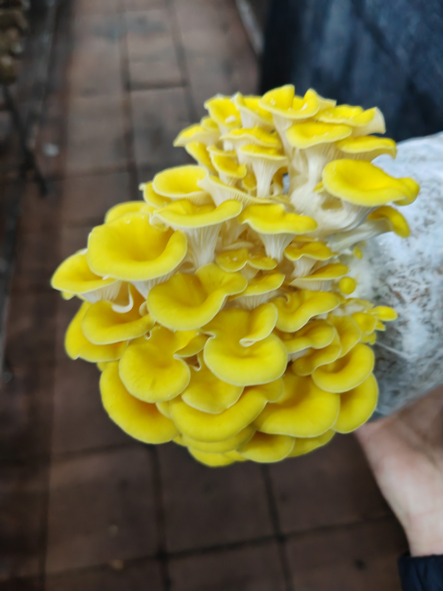 Yellow Oyster Mushroom Spawn Log - Image 4