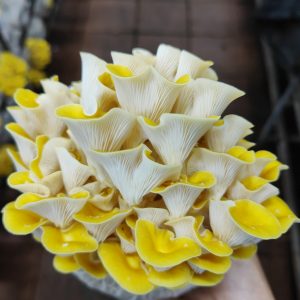 Yellow Oyster Mushroom Spawn Log