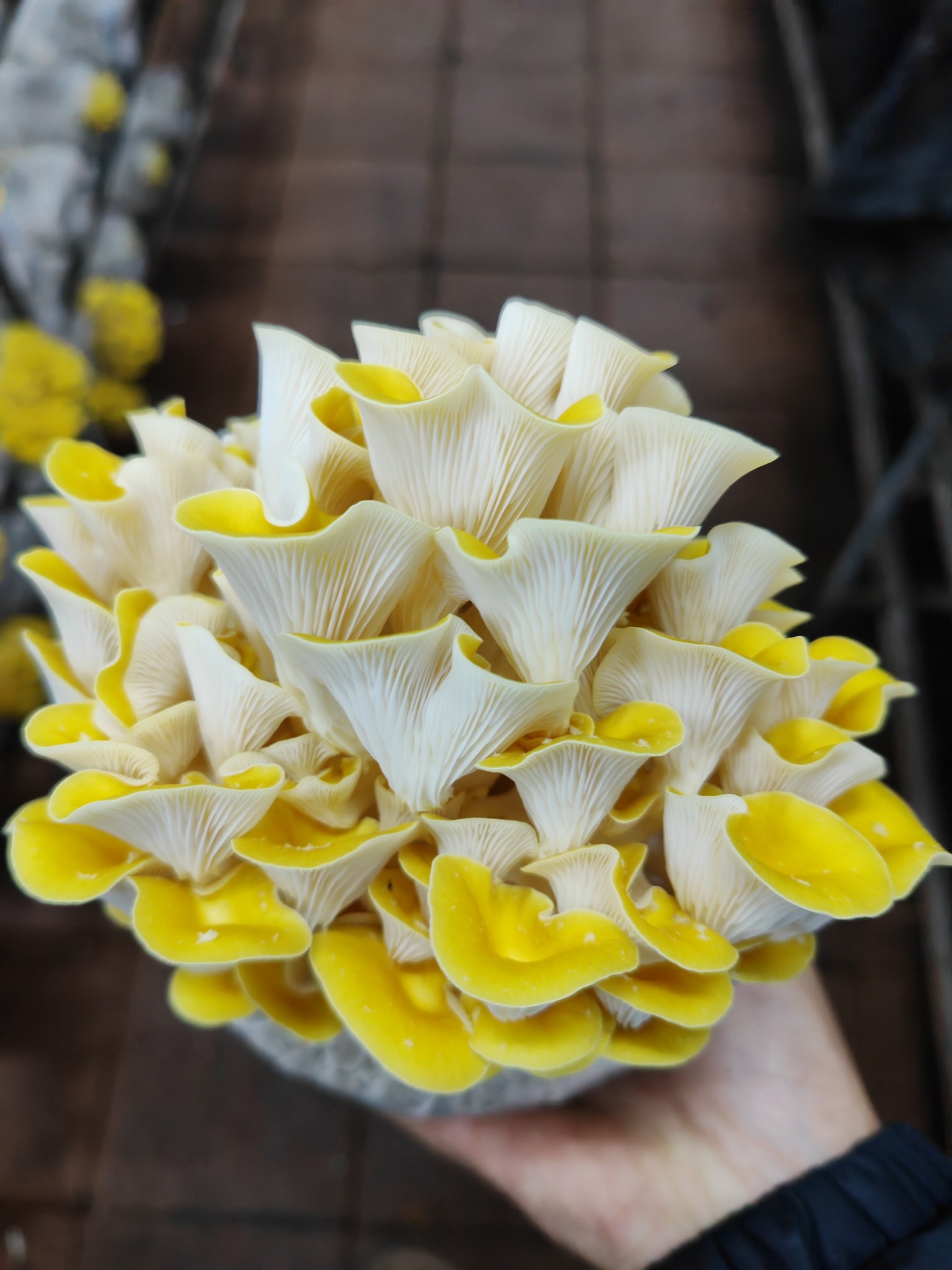 Yellow Oyster Mushroom Spawn Log