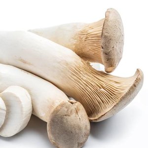 Fresh King Oyster mushroom
